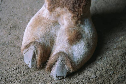 cameltoe1.jpg