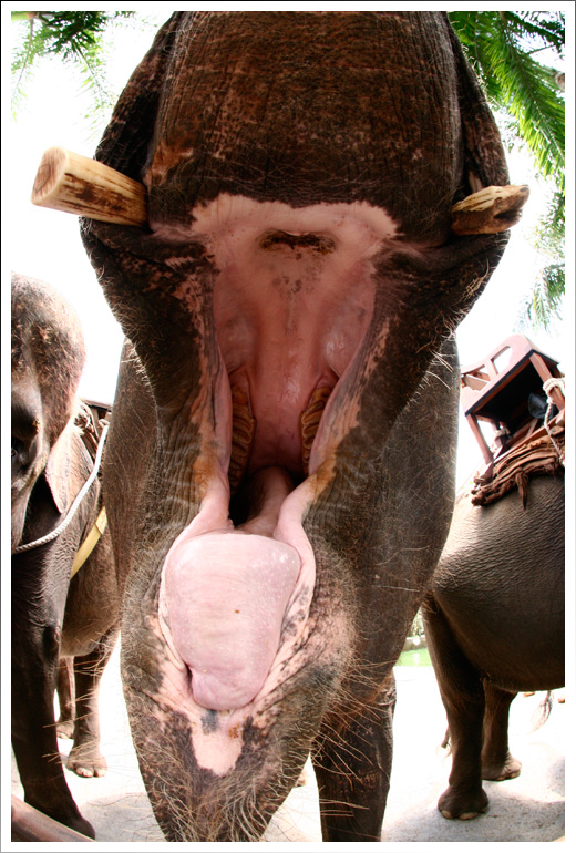 elephant04.jpg